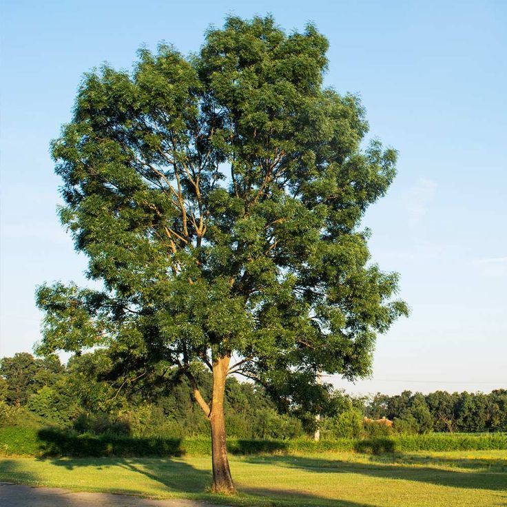 Ash Tree