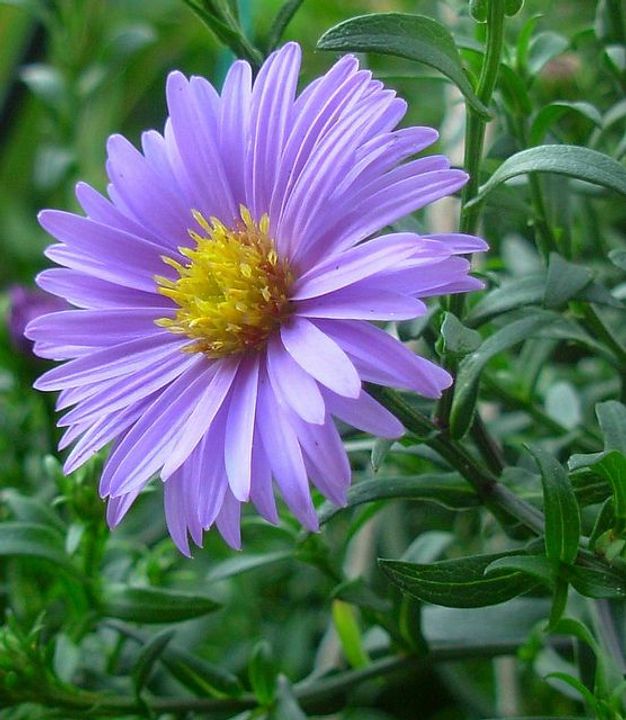 Aster