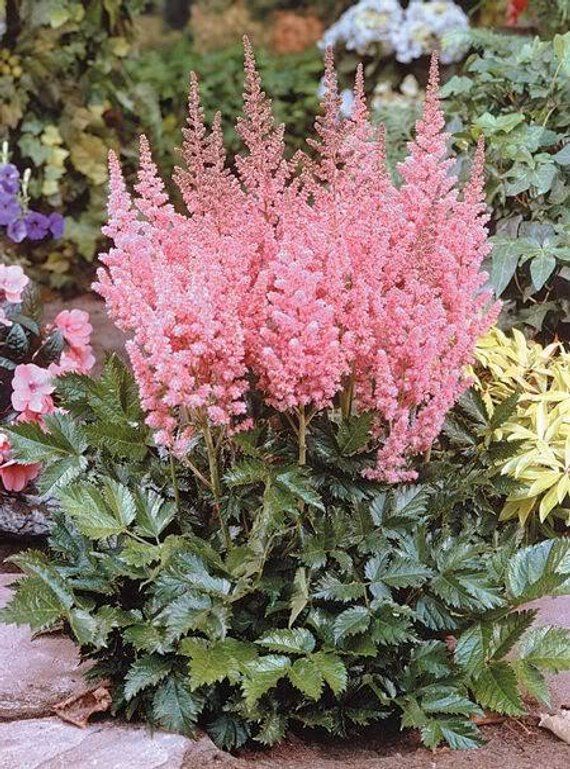 Astilbe