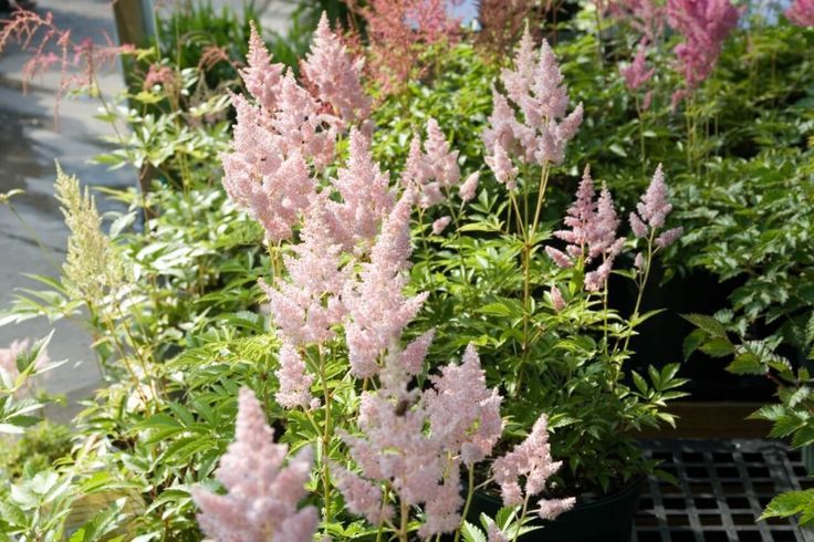 Astilbe