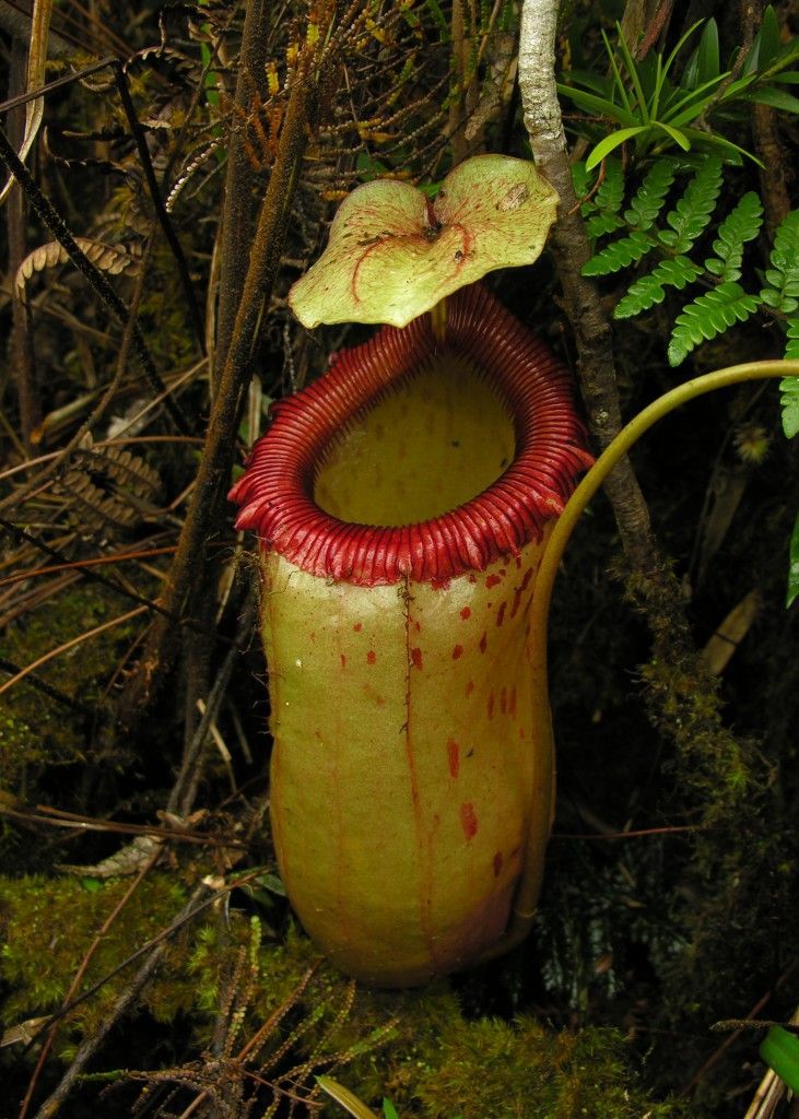 Attenborough's Pitcher Plant