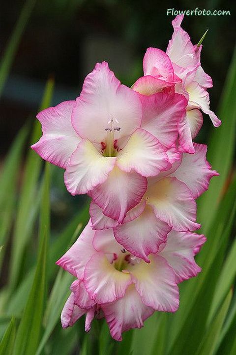 August - Gladiolus