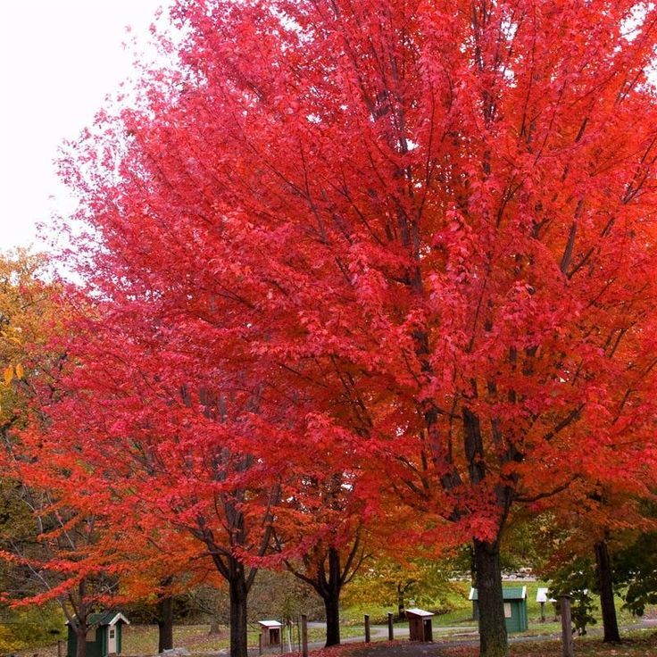 Autumn Blaze Maple