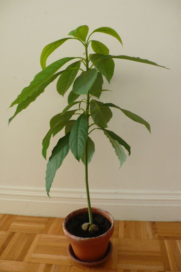 Avocado Tree