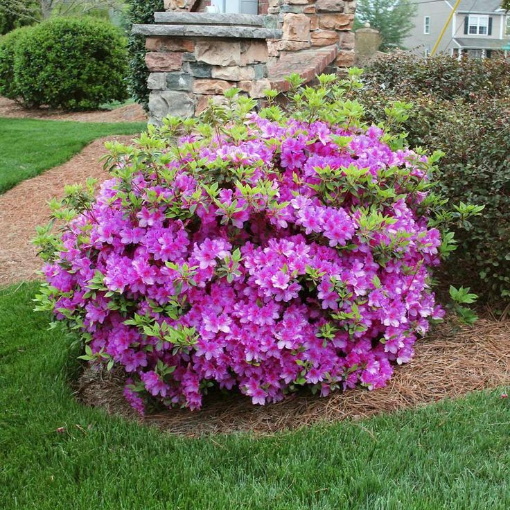 Azalea