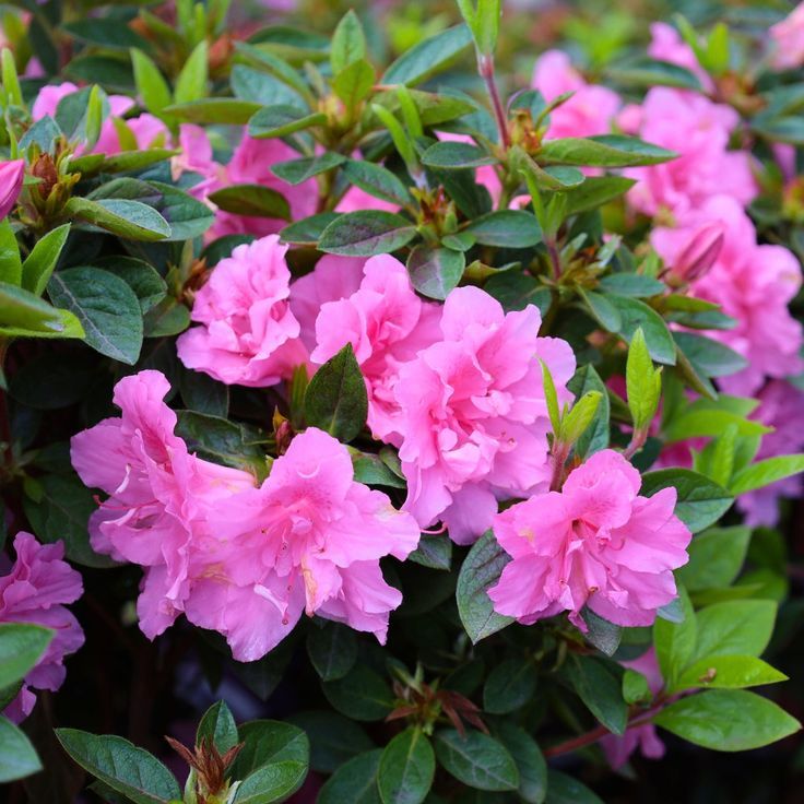 Azalea