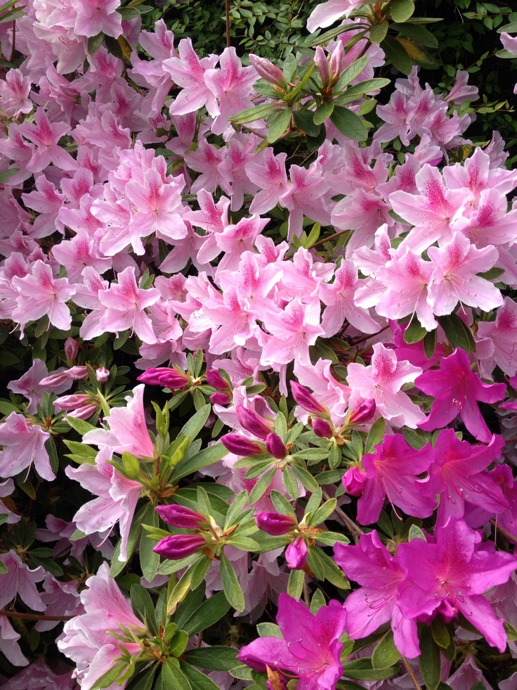 Azalea