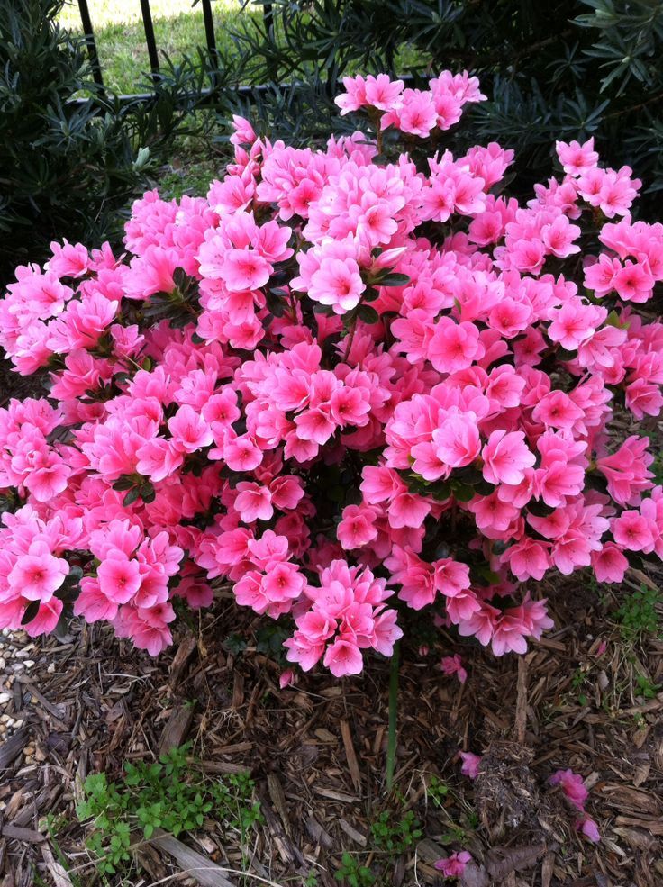 Azalea