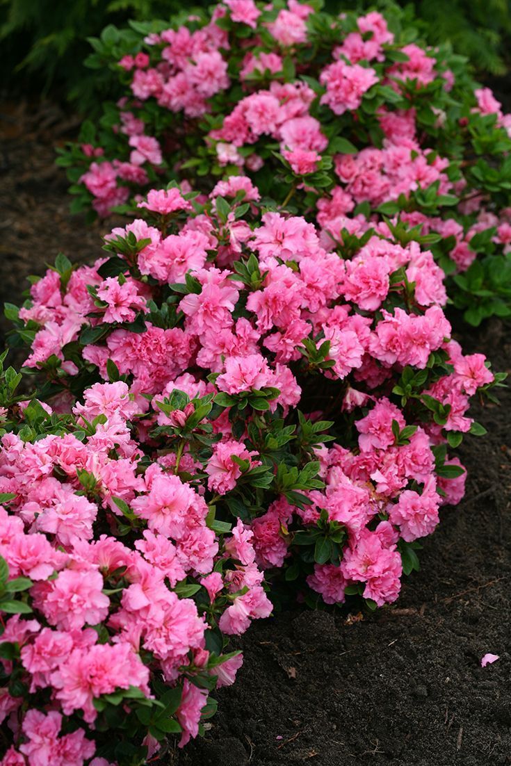 Azalea