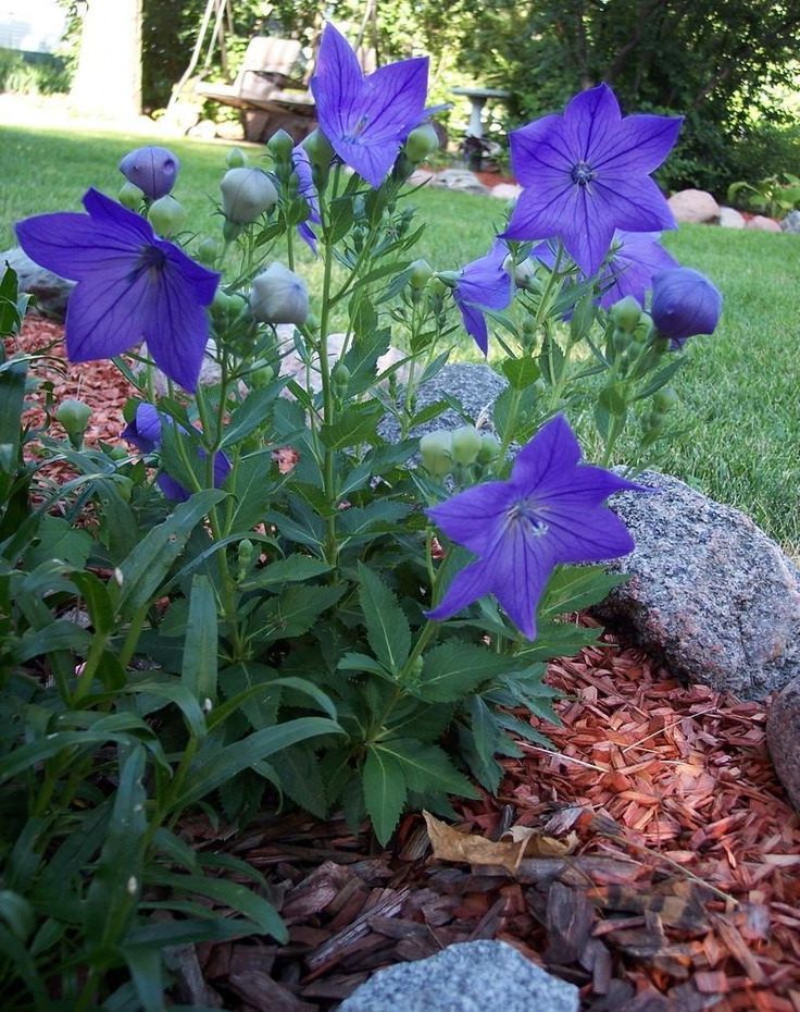 Balloon Flower