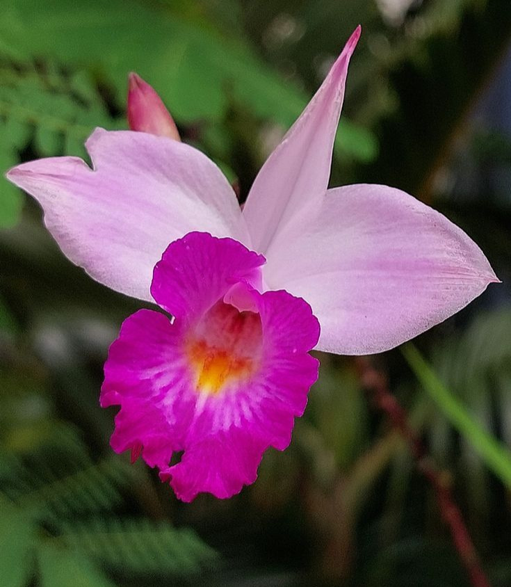 Bamboo Orchid