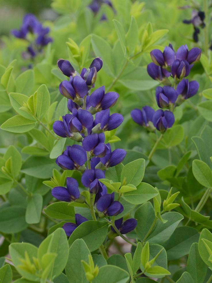 Baptisia