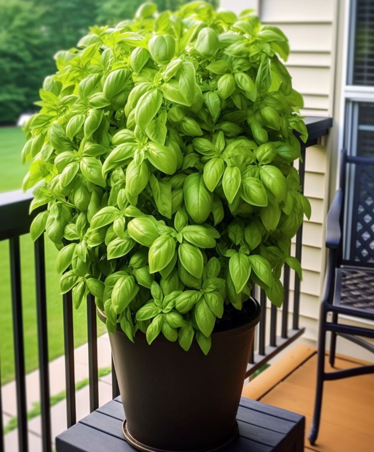 Basil