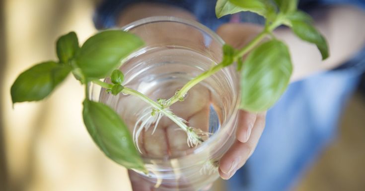 Basil Stem Propagation