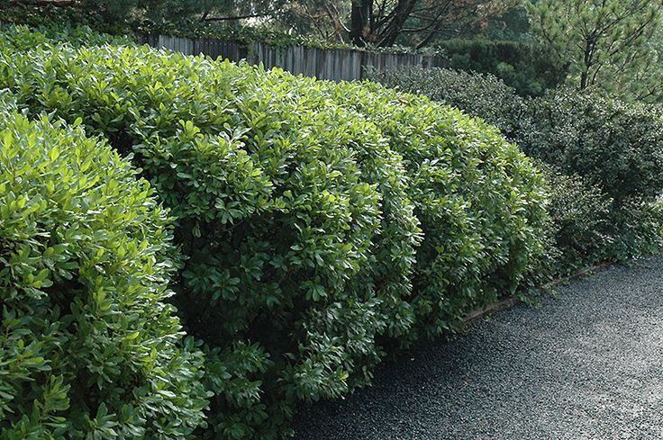 Bayberry (Myrica pensylvanica)