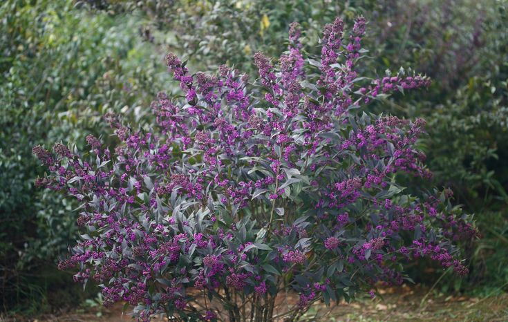 Beautyberry (Callicarpa)