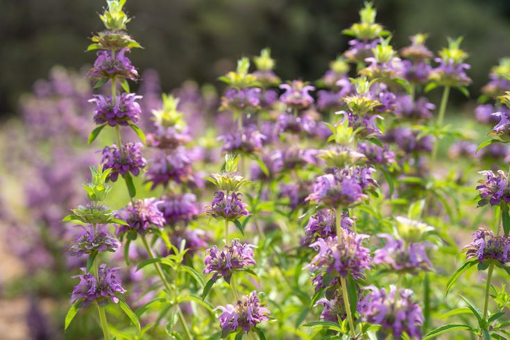 Bee Balm