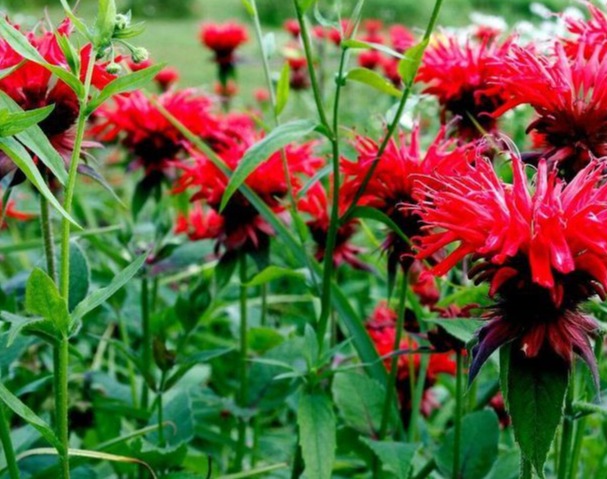 Bee Balm