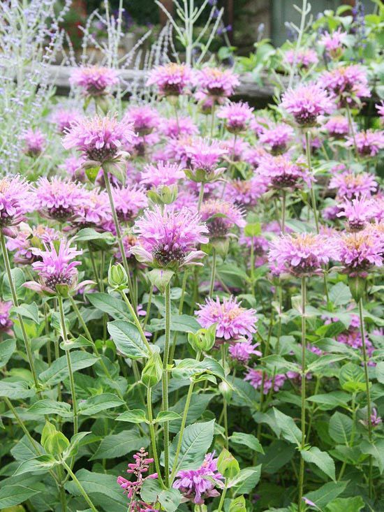 Bee Balm (Monarda)