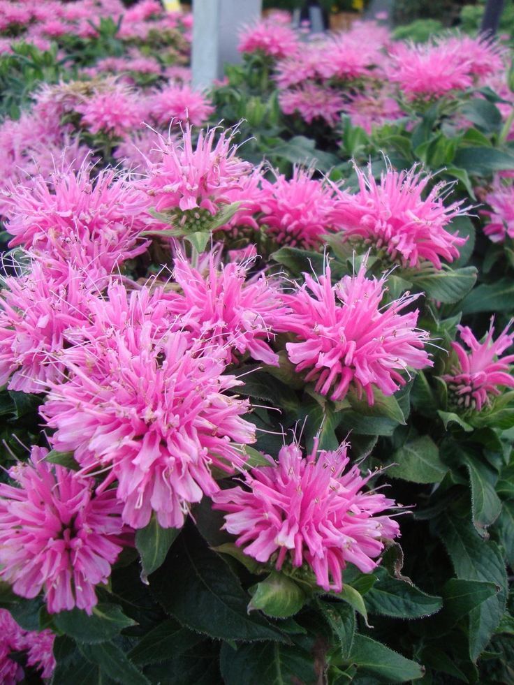 Bee Balm (Monarda)