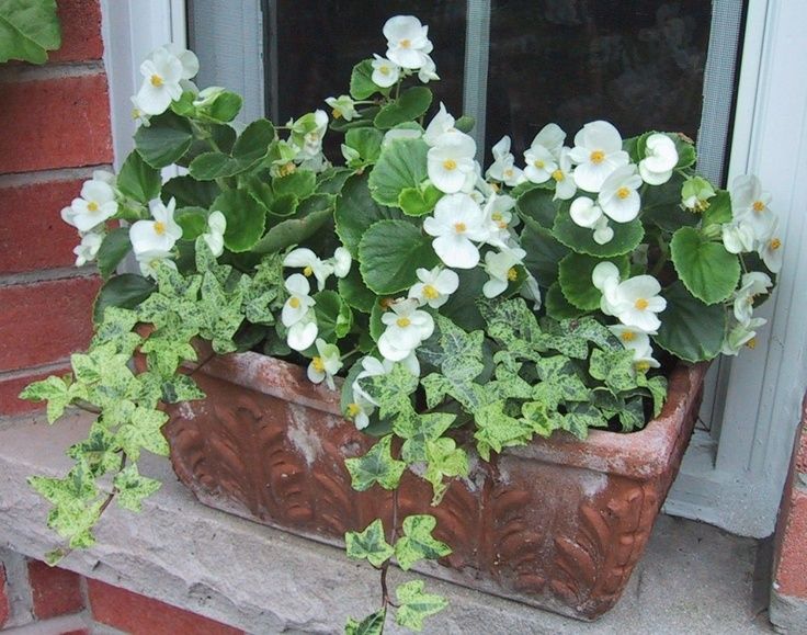 Begonias