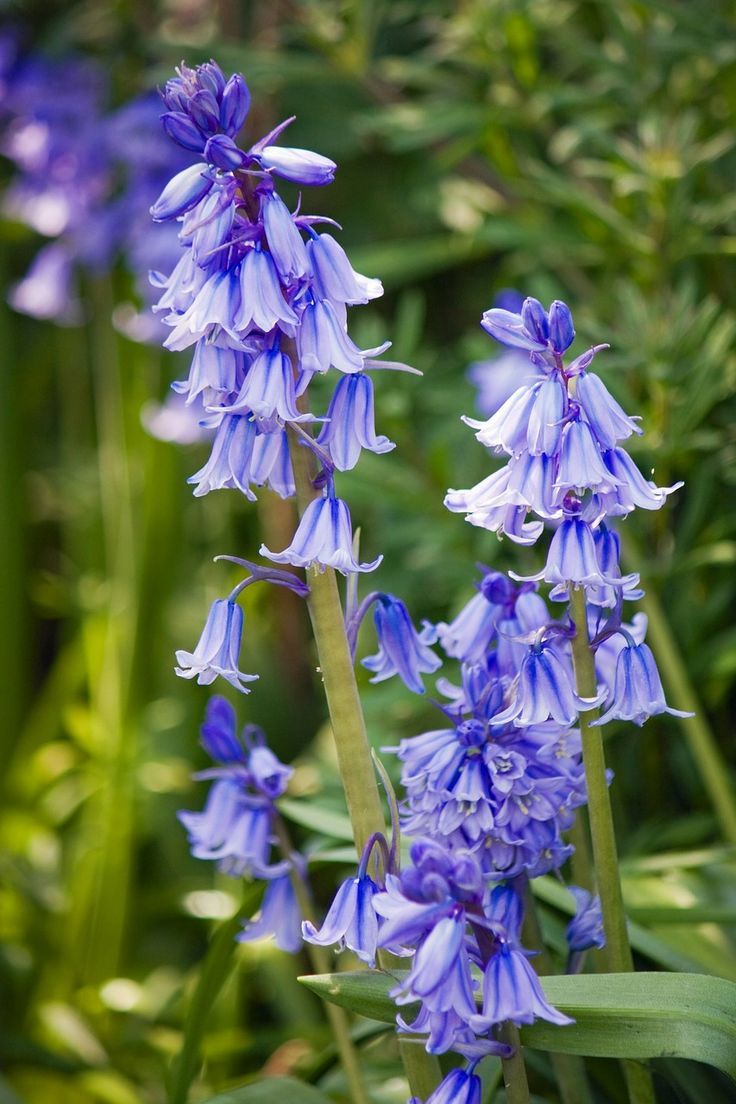 Beguiling Bluebells