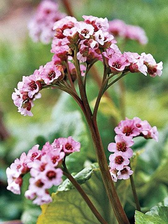 Bergenia