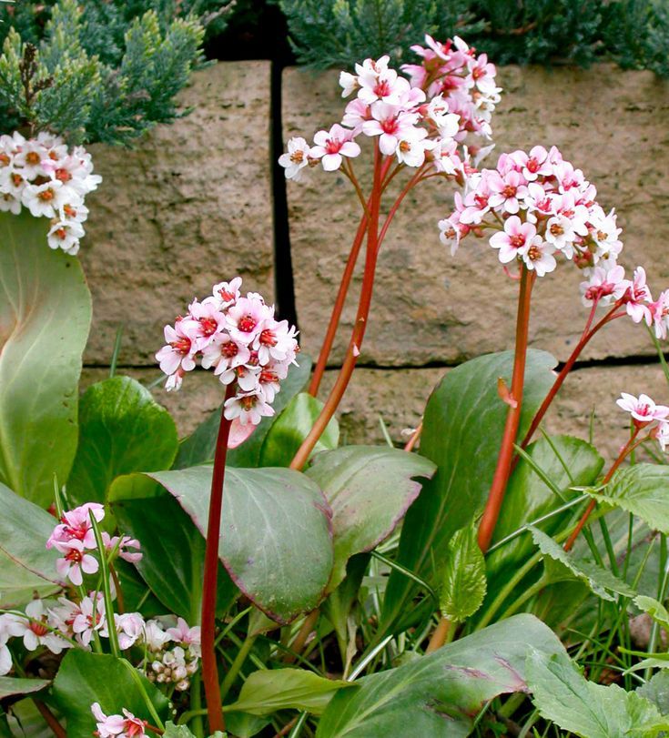 Bergenia