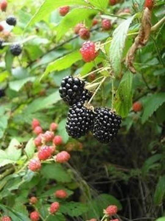 Berry Bushes