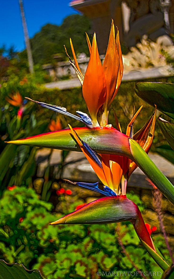 Bird of Paradise