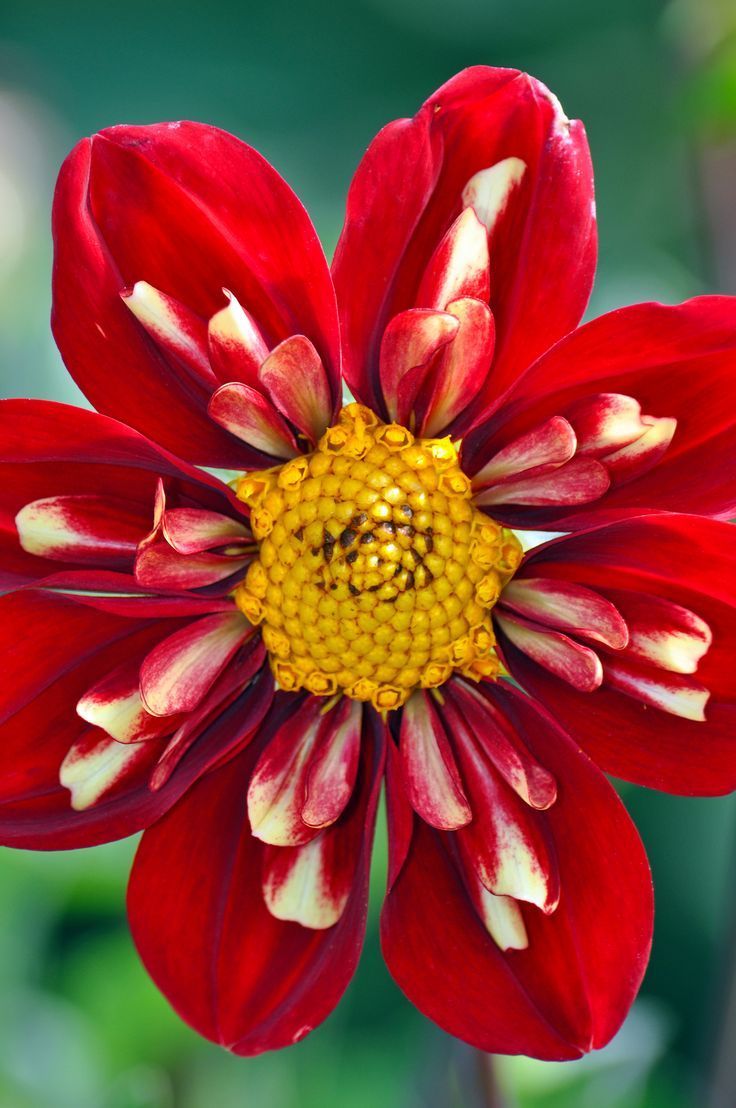 Bishop of Llandaff Dahlia