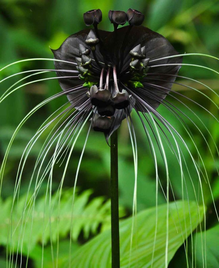 Black Bat Flower