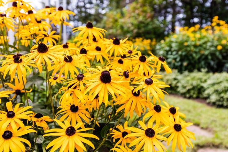 Black-Eyed Susan