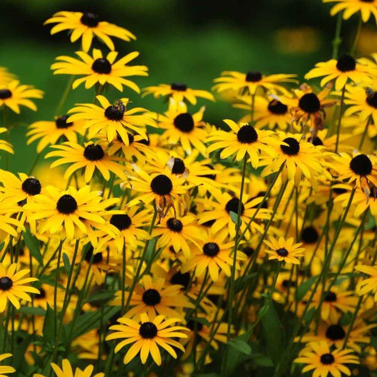 Black-Eyed Susan