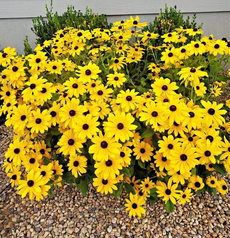 Black-Eyed Susan (Rudbeckia)