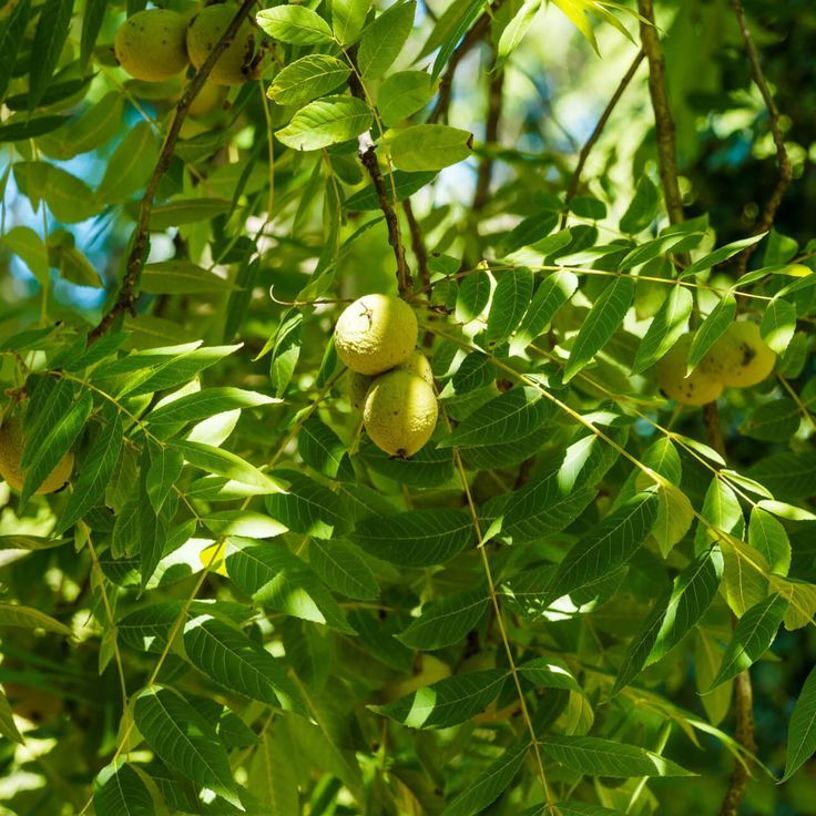 Black Walnut