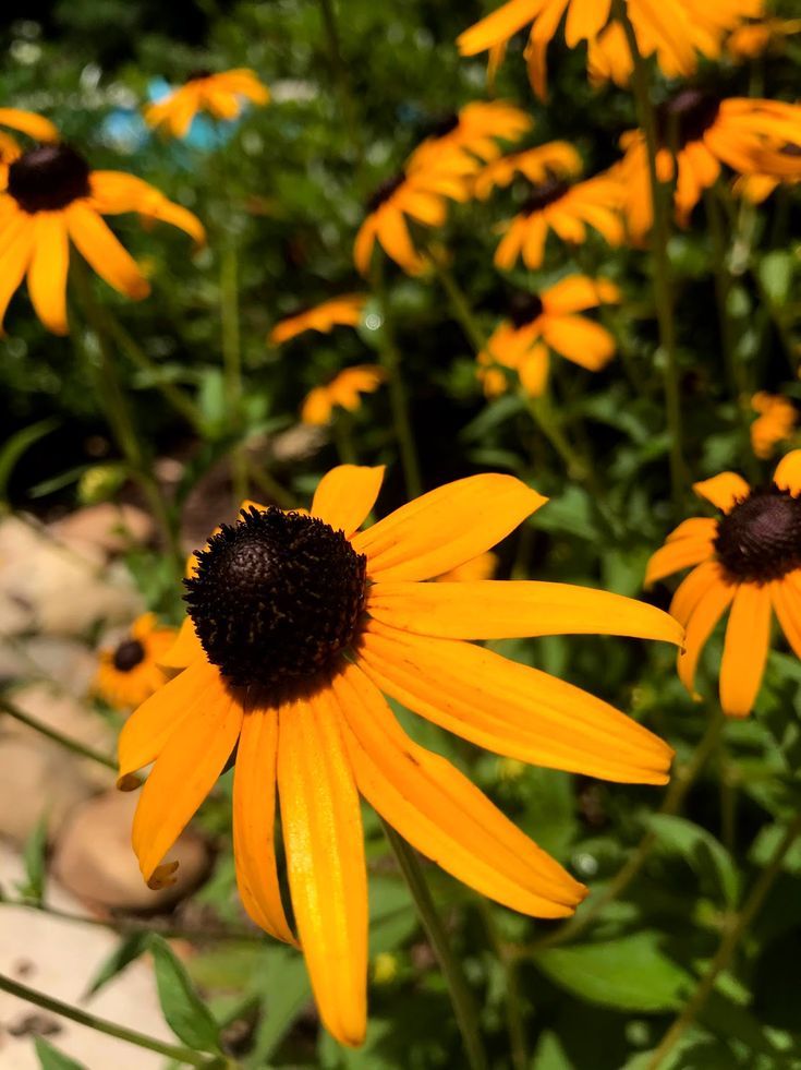 Black-eyed Susan