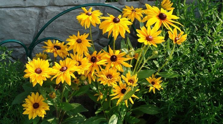 Black-eyed Susan