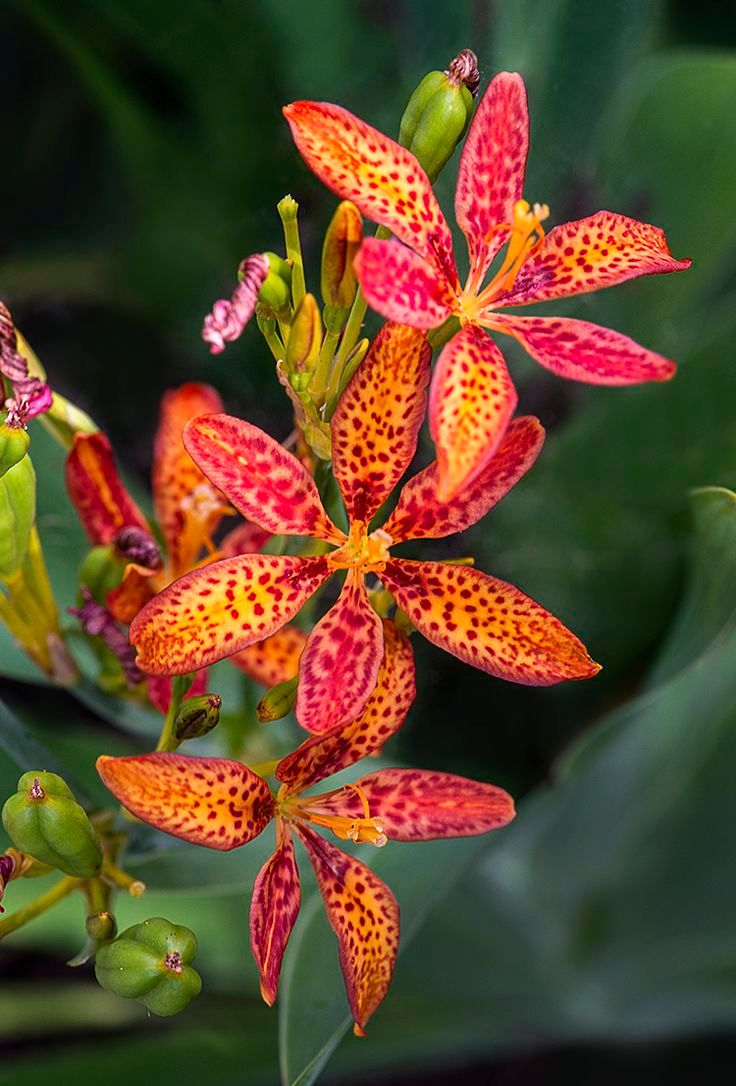 Blackberry Lily (Iris domestica)