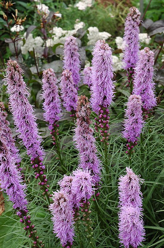 Blazing Star (Liatris)