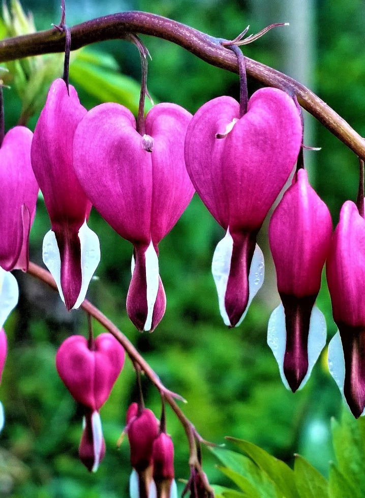 Bleeding Heart