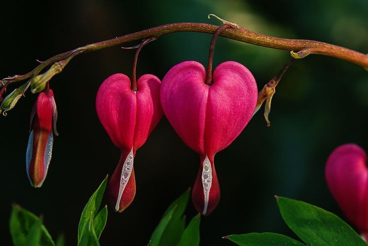 Bleeding Heart