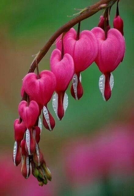 Bleeding Heart