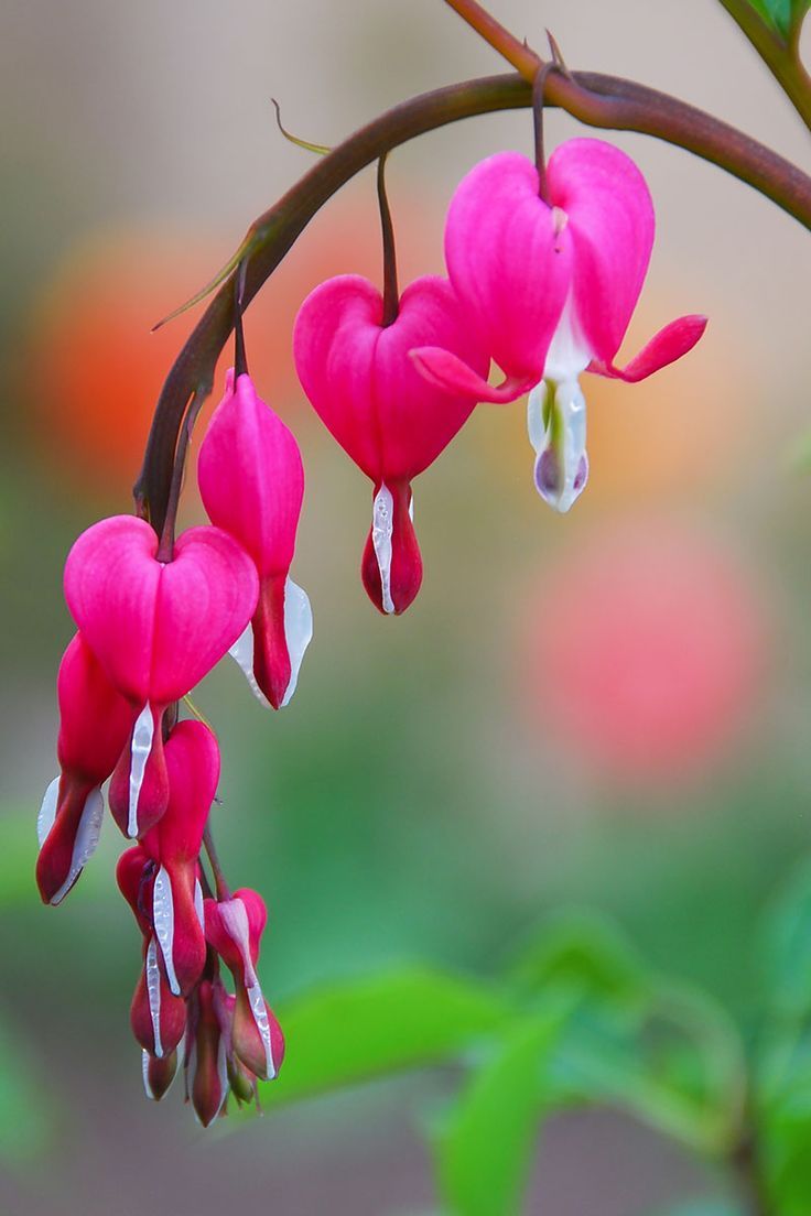 Bleeding Heart