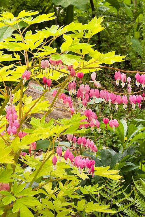 Bleeding Heart (Dicentra spectabilis)