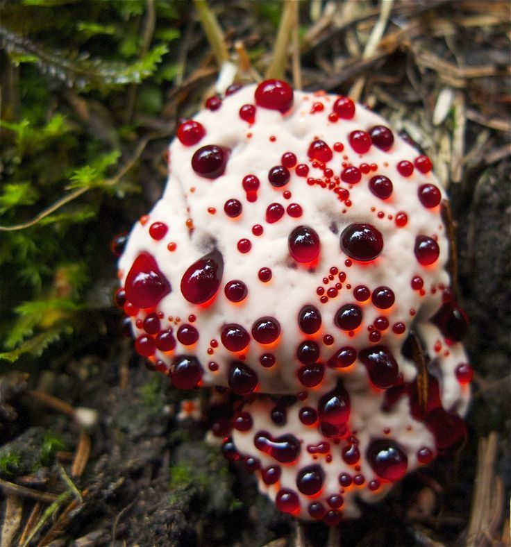 Bleeding Tooth Fungus