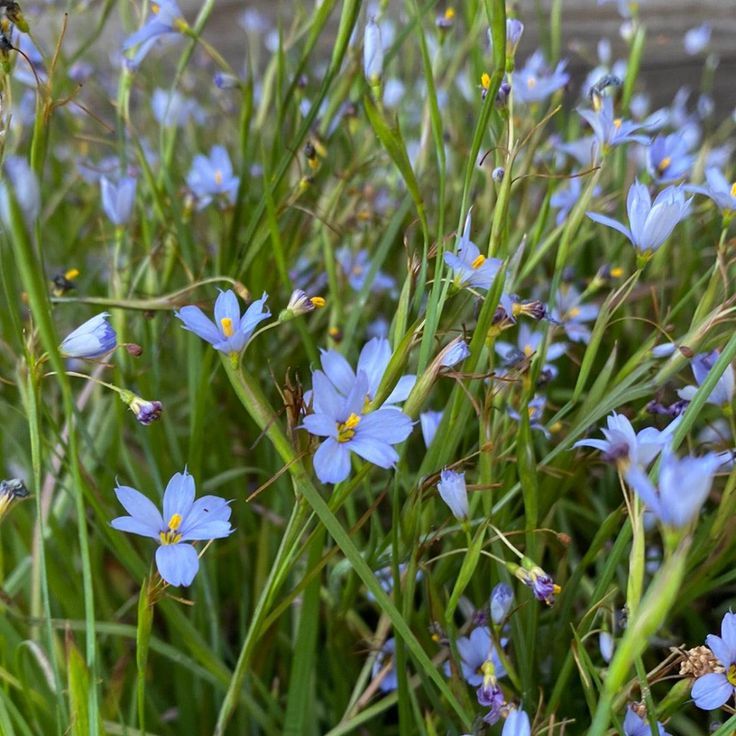 Blue Eyed Grass