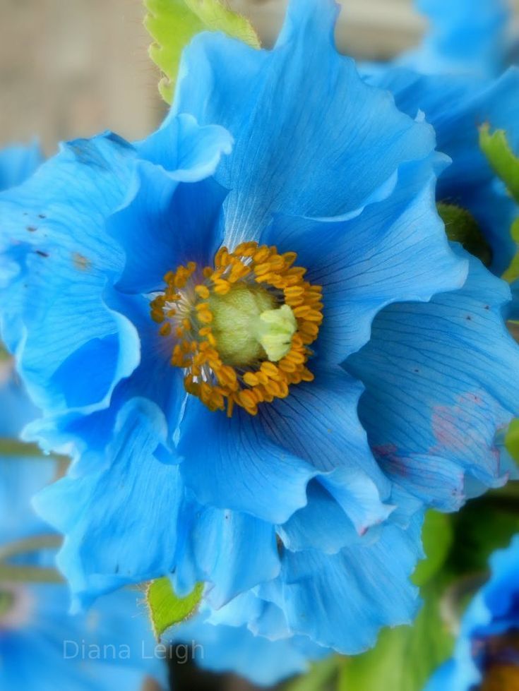 Blue Himalayan Poppy