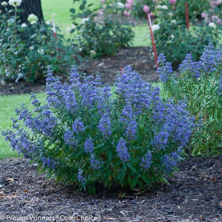 Blue Mist Shrub