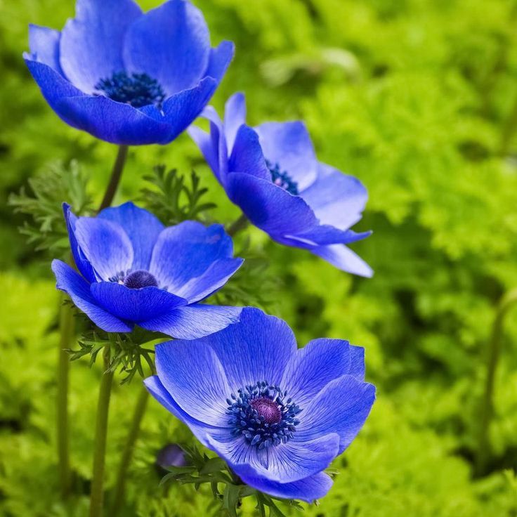 Blue Poppy